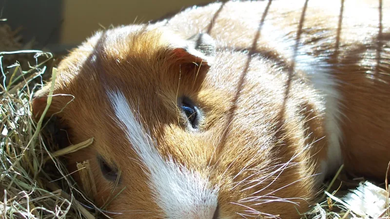 Guinea Pig domestic pet