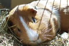 Ginger and white guinea pig lying in hay, with bars of shadow across its back