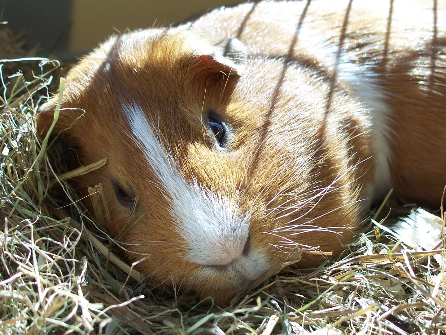 Guinea Pig domestic pet
