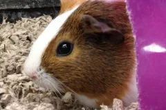 Brown and white guinea pig beside a purple plastic hideout on paper bedding