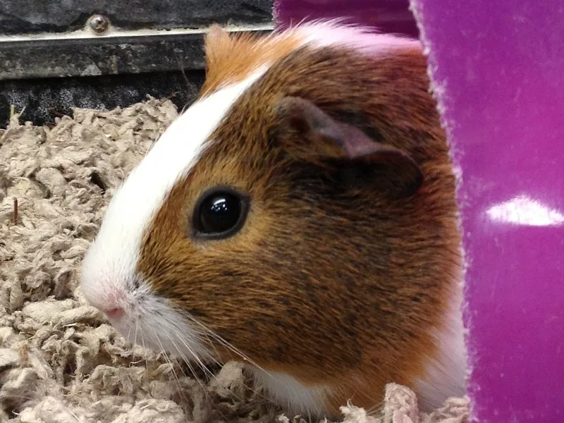 Guinea Pig domestic pet