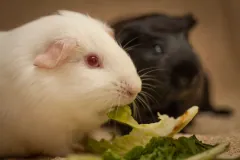 White guinea pig with red eyes eating lettuce, a black guinea pig behind it