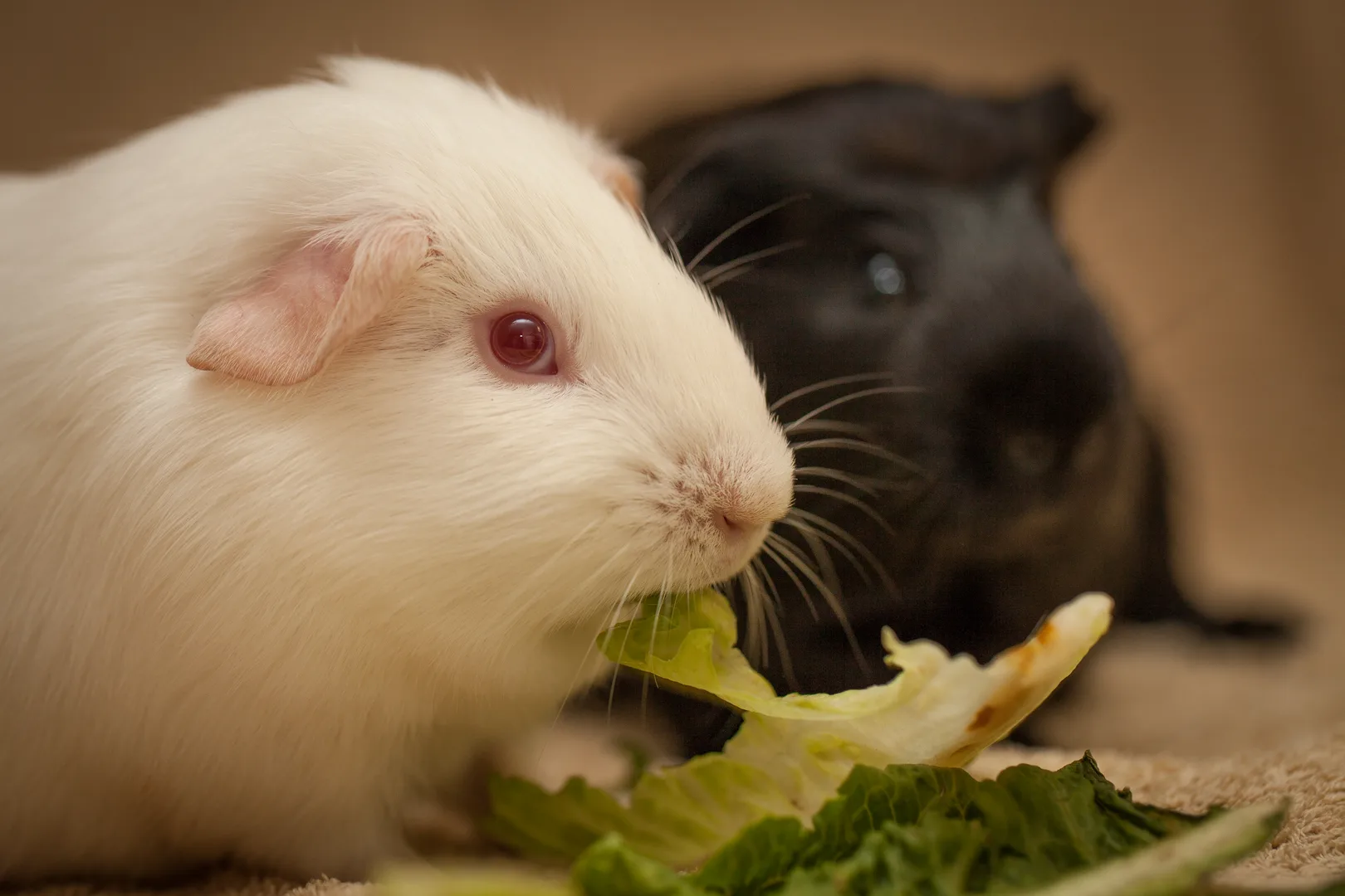 Guinea Pig domestic pet