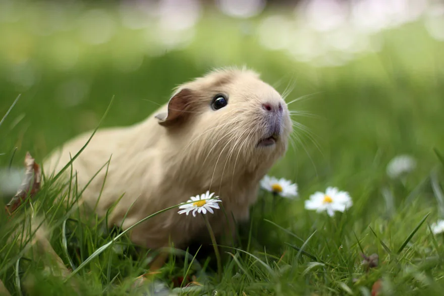 Guinea Pig domestic pet