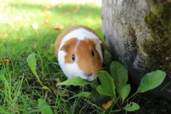 Ginger and white guinea pig eating leaves in grass at the foot of a mossy tree