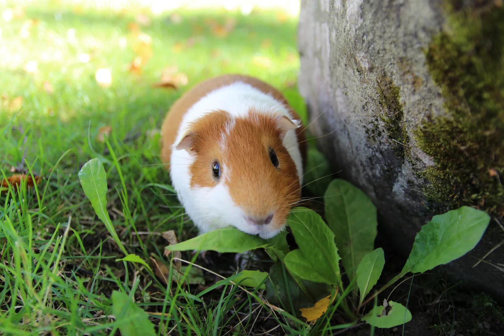 Guinea Pig domestic pet