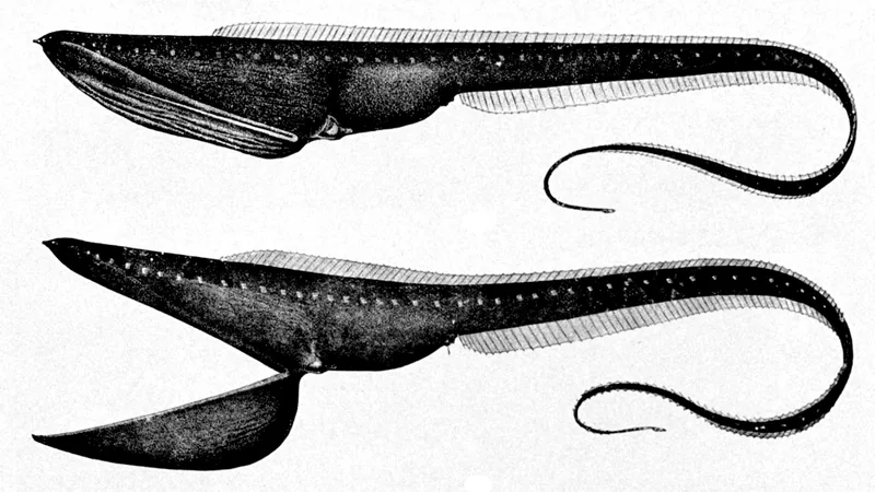Gulper Eel (Pelican Eel) in natural habitat