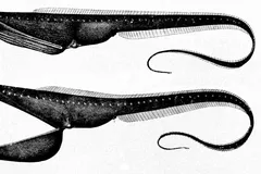 Gulper Eel (Pelican Eel) in natural habitat