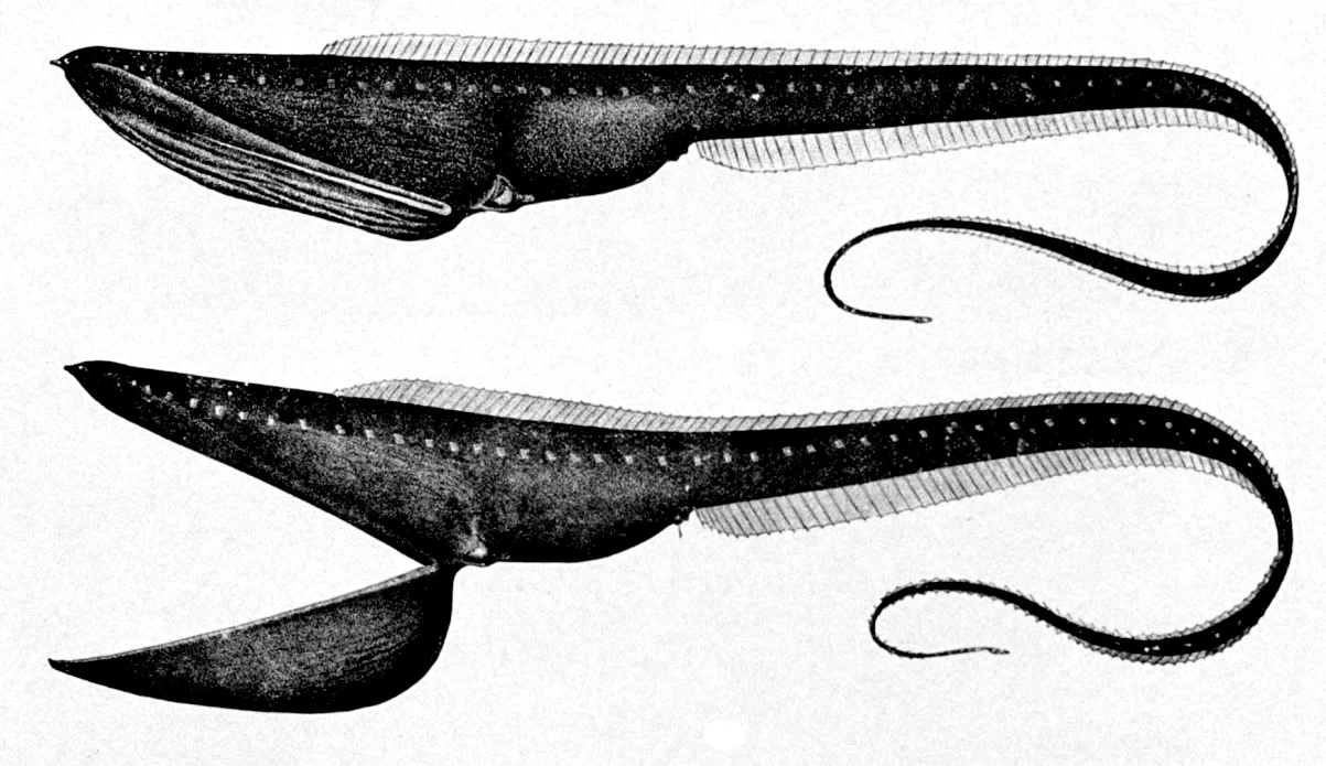 Gulper Eel (Pelican Eel) in natural habitat