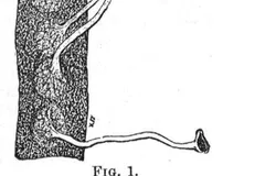 Gulper Eel (Pelican Eel) in natural habitat