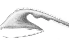 Gulper Eel (Pelican Eel) in natural habitat