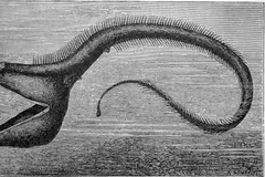Gulper Eel (Pelican Eel) in natural habitat