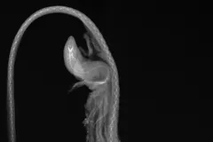 Gulper Eel (Pelican Eel) in natural habitat