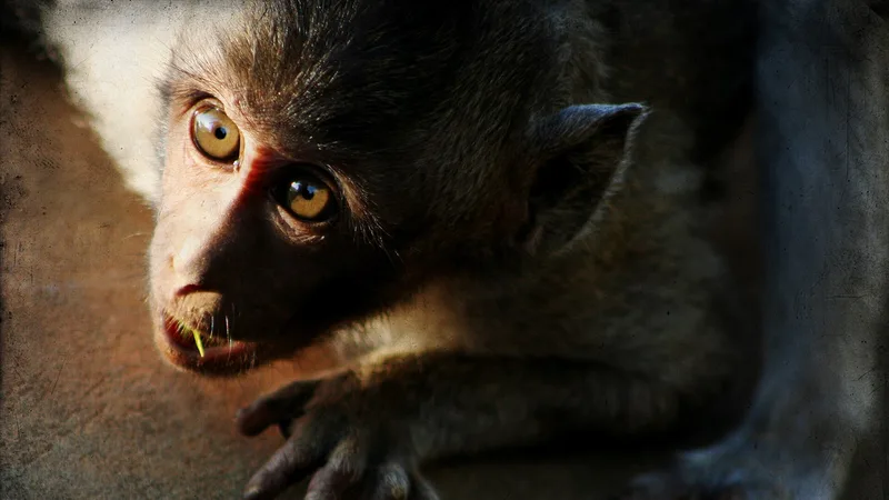 Hamadryas Baboon in natural habitat
