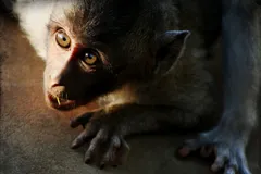 Hamadryas Baboon in natural habitat