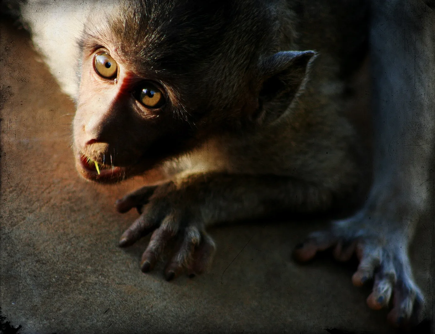 Hamadryas Baboon in natural habitat