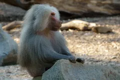 Hamadryas Baboon in natural habitat