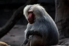 Hamadryas Baboon in natural habitat