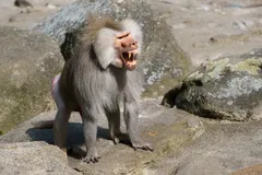 Hamadryas Baboon in natural habitat