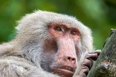 Hamadryas Baboon in natural habitat