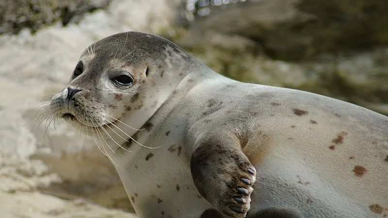 Harbor Seal in natural habitat