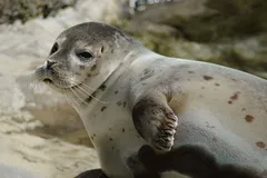 Harbor Seal in natural habitat