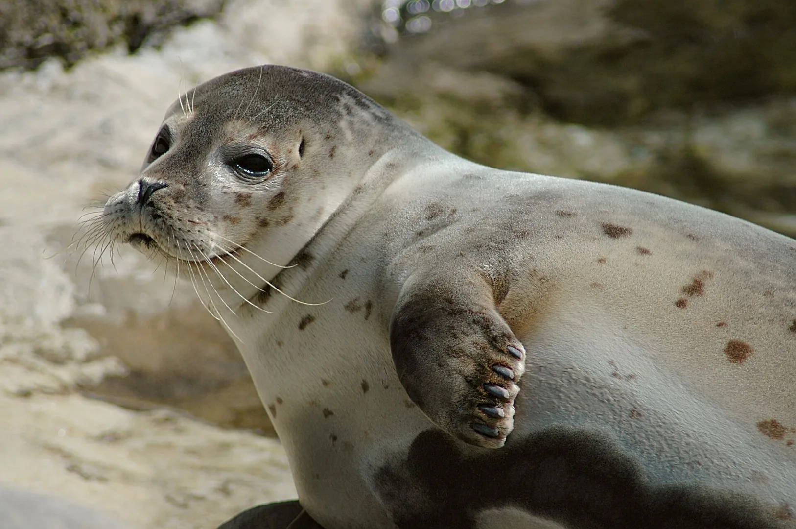 Harbor Seal in natural habitat