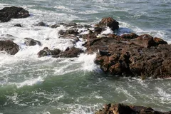Harbor Seal in natural habitat