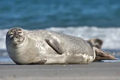 Harbor Seal in natural habitat