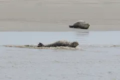 Harbor Seal in natural habitat