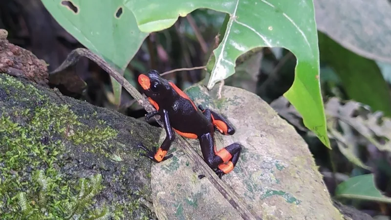 Harlequin poison frog on a mossy branch beside a broad green leaf