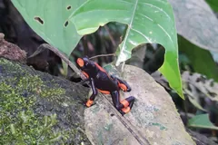 Harlequin Poison Frog