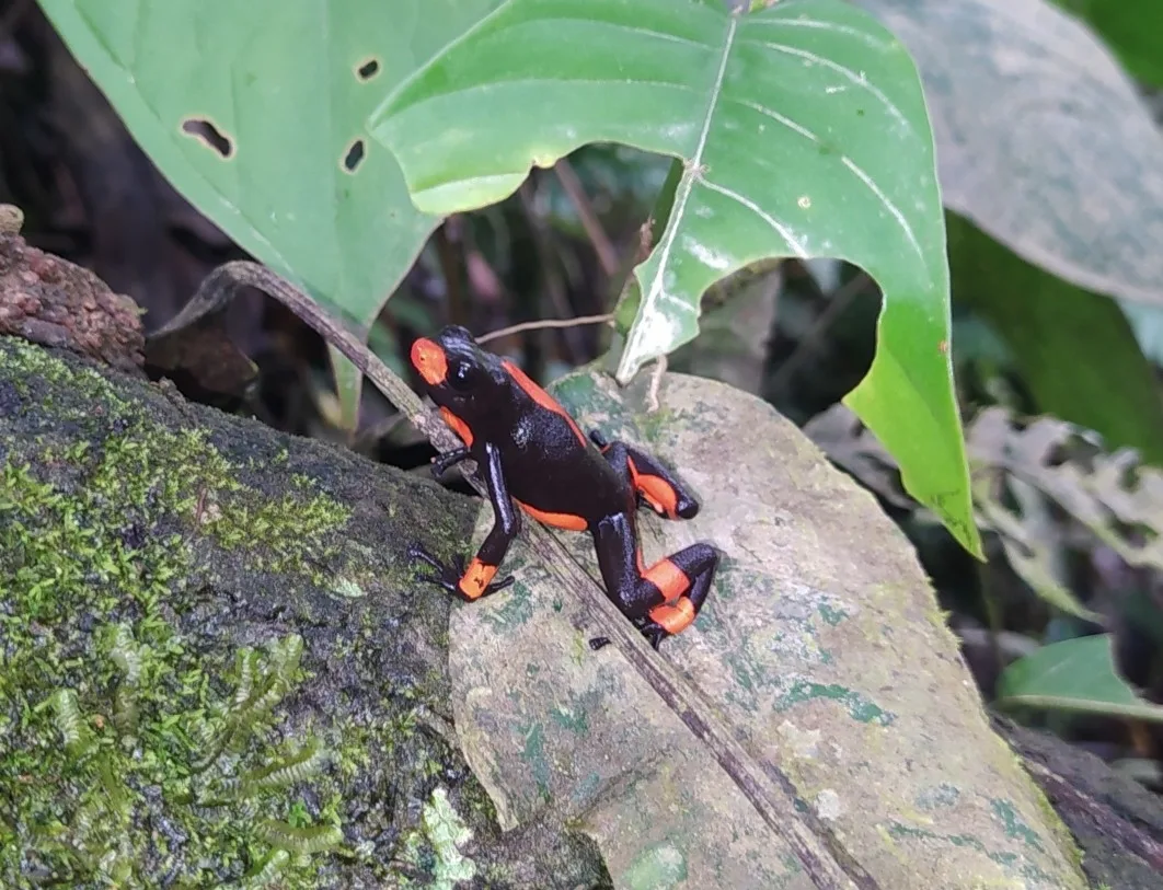 Harlequin Poison Frog