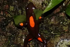 Harlequin poison frog climbing bark beside a green leaf, orange spots on dark skin