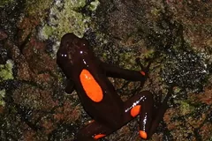 Dark brown harlequin poison frog with bright orange blotches on mossy bark