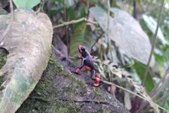 Harlequin poison frog on a mossy rainforest tree trunk