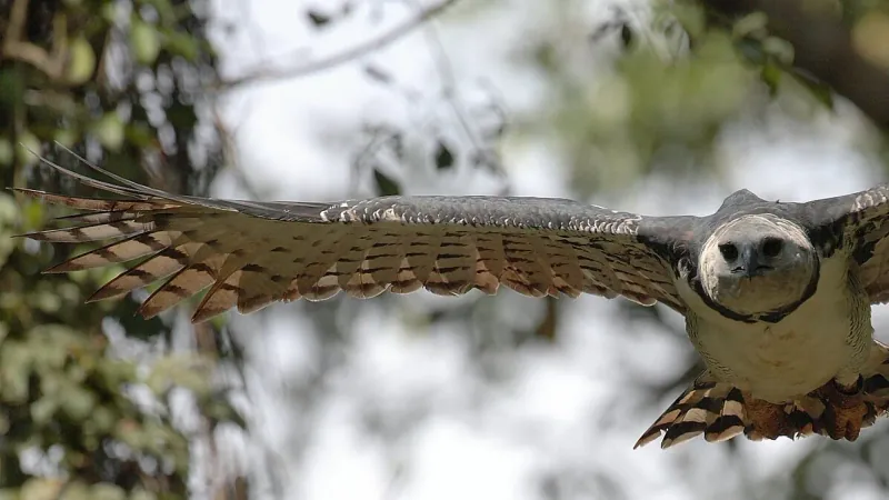 Harpy Eagle -- Camino del Oleoducto, Parque Nacional Soberania, Panama