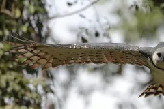 Harpy Eagle -- Camino del Oleoducto, Parque Nacional Soberania, Panama