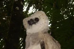 Harpy Eagle