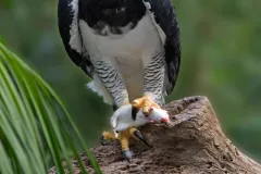 Male Harpy Eagle, shot at Parque das Aves, Foz do Iguaçu, Brazil. The background has been blurred in