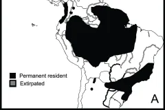 Harpy eagle (Harpia harpyja) geographic distribution.