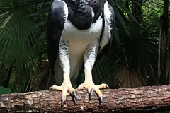 A Harpy Eagle in Belize.