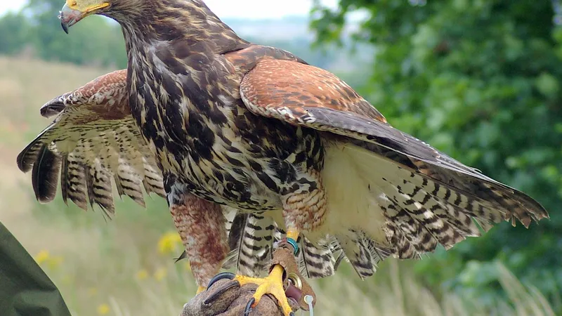 Harris's hawk perched high on a saguaro cactus surveying Sonoran desert terrain