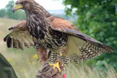 Harris's hawk perched high on a saguaro cactus surveying Sonoran desert terrain