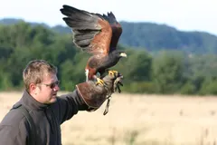 Harris's hawk in full soaring wingspan with chestnut wing patches against blue sky