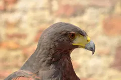 Harris's hawk family unit perch-stacking during cooperative social desert hunting