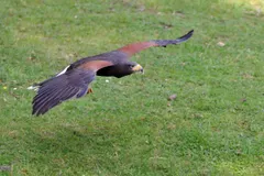Close-up of Harris's hawk showing keen yellow eye and sharp curved raptor beak