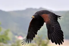 Harris's hawk banking low over desert scrubland on hunting sweep