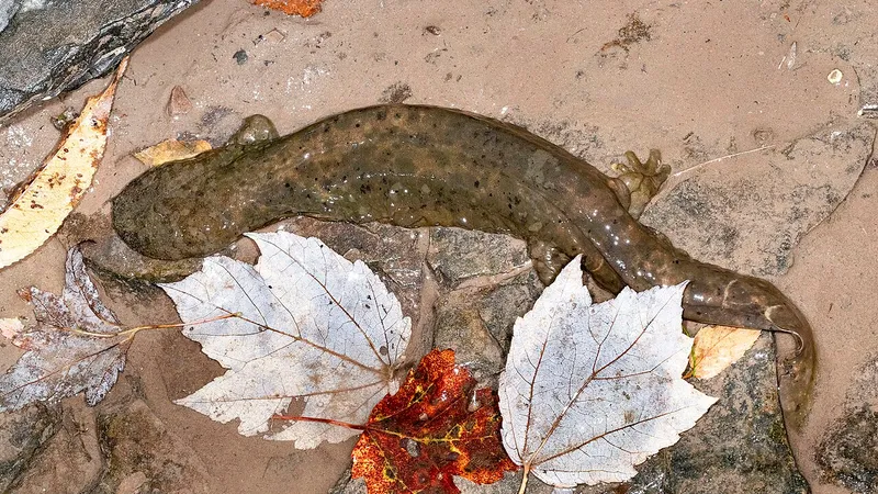 Hellbender (Cryptobranchus alleganiensis) displaying natural behavioral traits in wild habitat