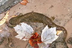 Hellbender (Cryptobranchus alleganiensis) displaying natural behavioral traits in wild habitat